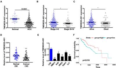 Long Non-coding RNA TMEM220-AS1 Suppressed Hepatocellular Carcinoma by Regulating the miR-484/MAGI1 Axis as a Competing Endogenous RNA